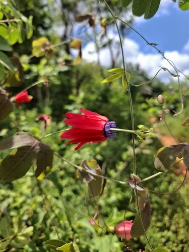 Passiflora edmundoi