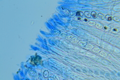 Scutellinia umbrorum