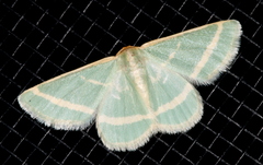 Mixocera latilineata