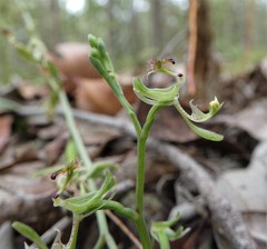 Arthrochilus prolixus