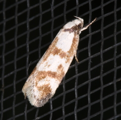 Palimmeces variegata