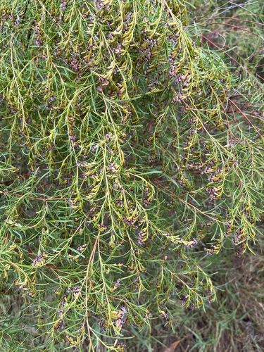 Acanthostyles buniifolius