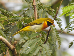 Guira Tanager photo 4