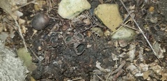 Plicariella