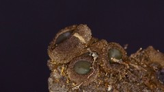 Plicariella