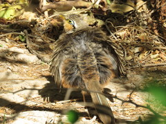 Morococcyx erythropygus