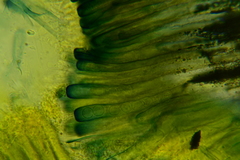 Plicariella