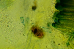 Plicariella