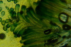 Plicariella