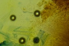 Plicariella