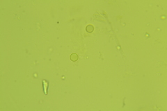 Plicariella