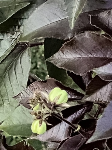 Bellyache Bush