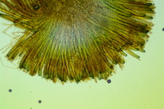 Plicariella