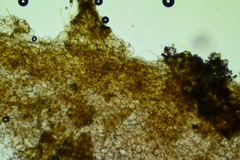 Plicariella