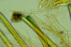 Plicariella