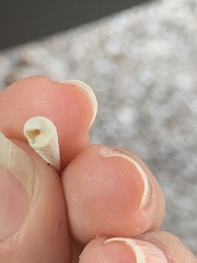 Turritella