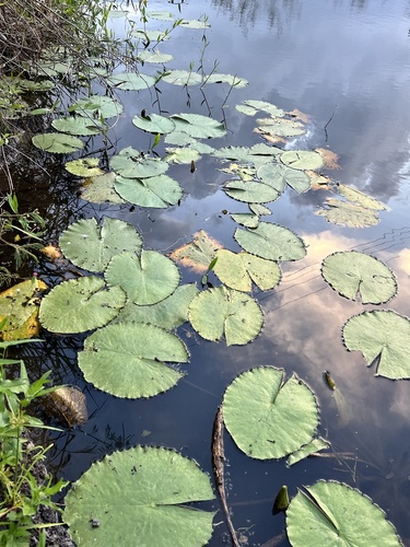 Dotleaf Waterlily