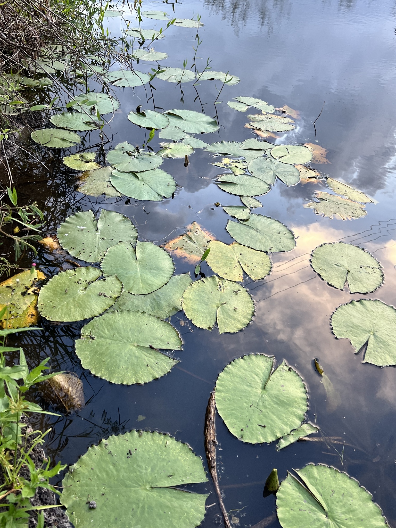 Nymphaea pulchella