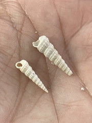 Turritella