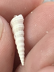 Turritella