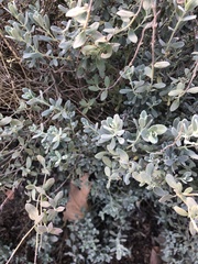 Salvia chamaedryoides