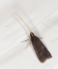 Lecithocera terrigena