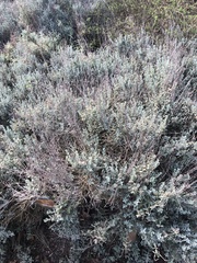 Salvia chamaedryoides