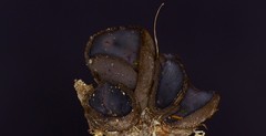 Peziza atrovinosa