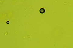 Peziza atrovinosa