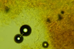 Peziza atrovinosa