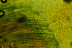 Peziza atrovinosa