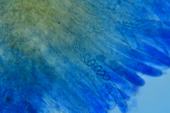 Peziza atrovinosa
