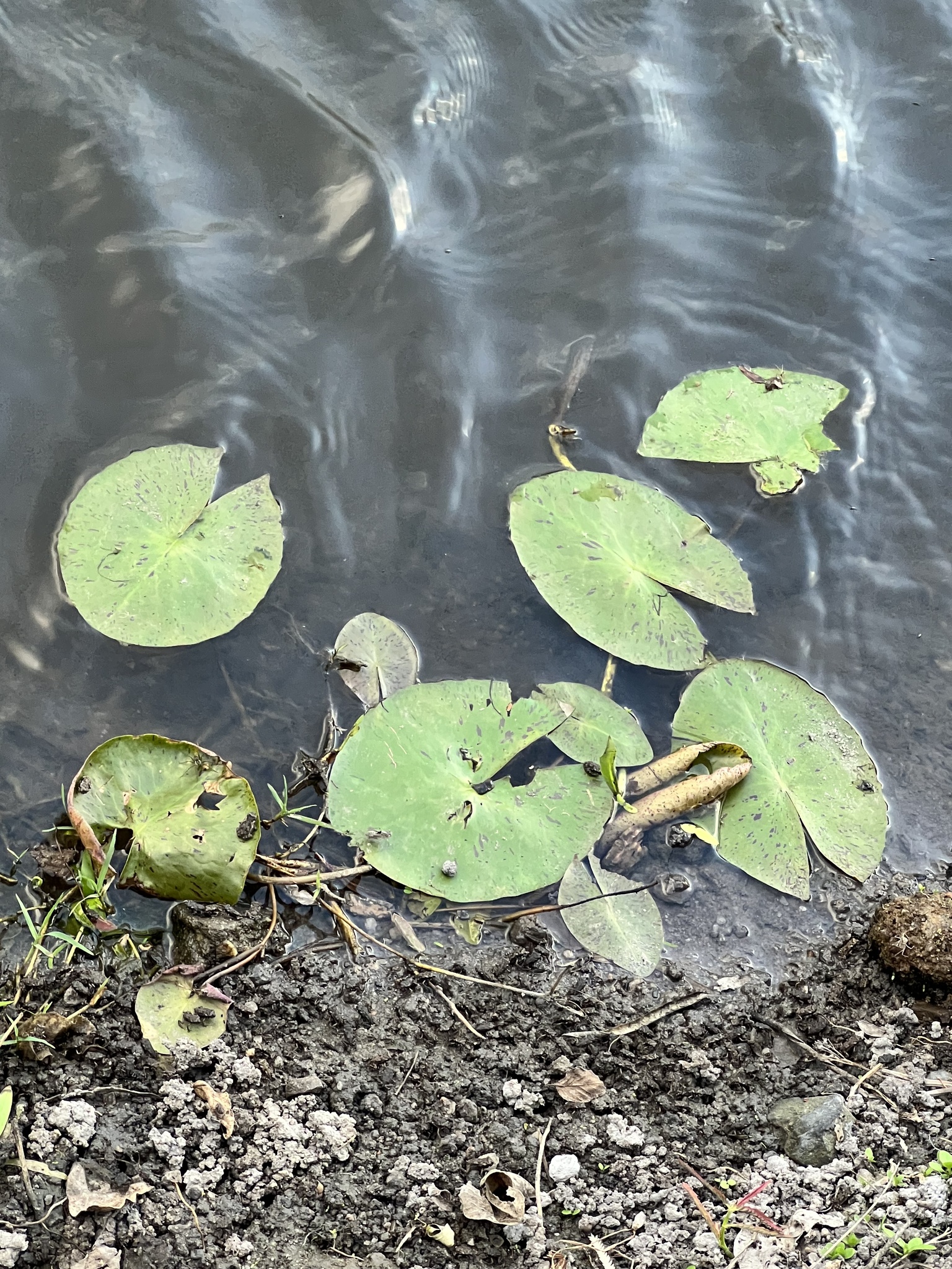 Nymphaea pulchella