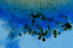 Peziza atrovinosa