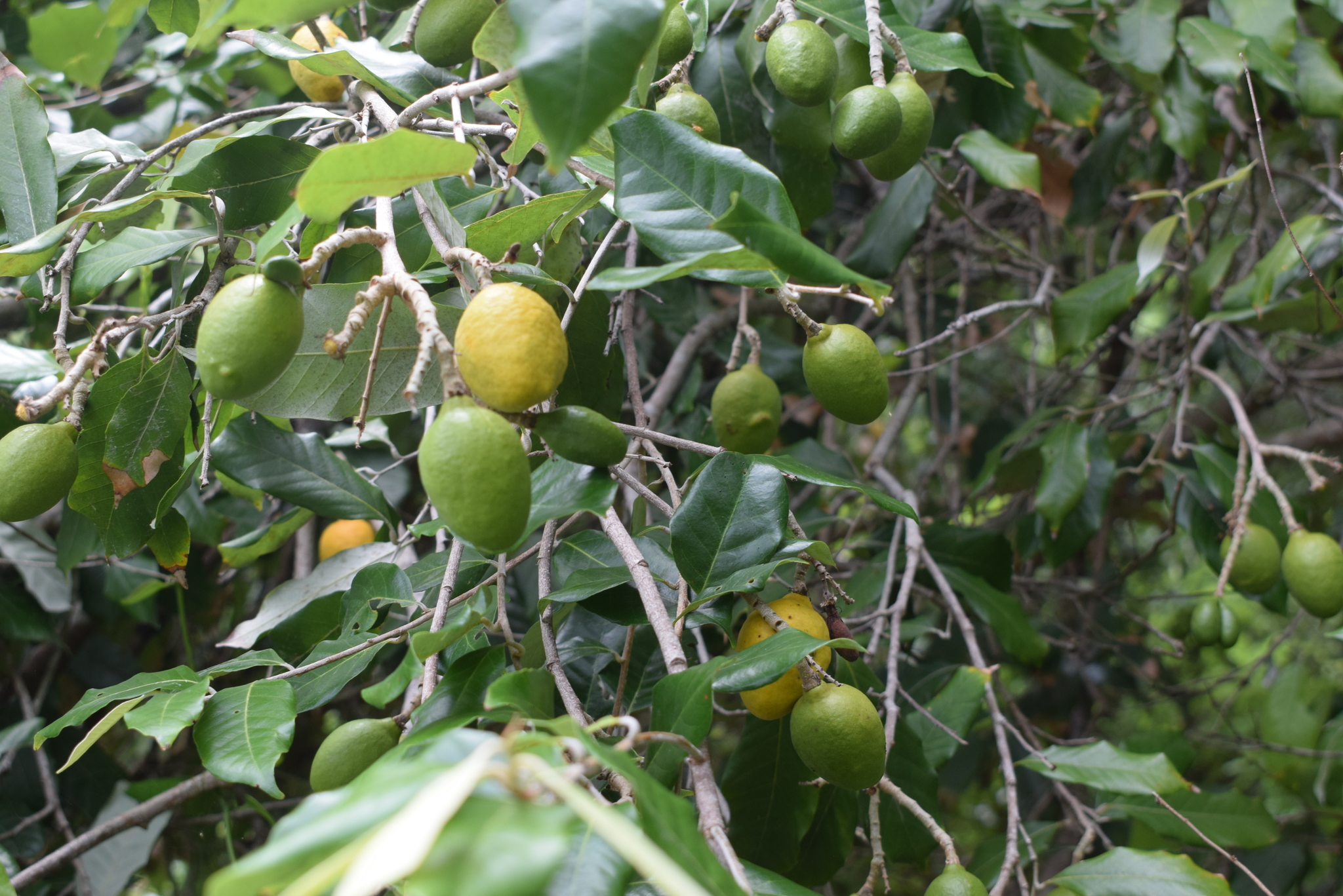 Couepia Polyandra (kunth) Rose