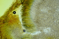 Peziza atrovinosa