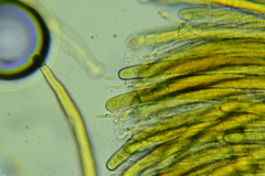 Peziza atrovinosa