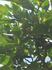 Citrus × aurantiifolia