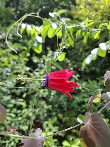 Passiflora edmundoi, photograph 2