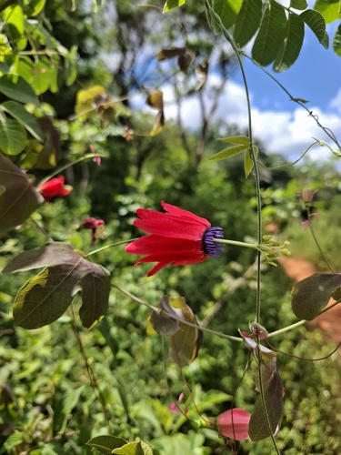Passiflora edmundoi, photograph 3