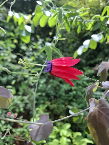 Passiflora edmundoi, photograph 4