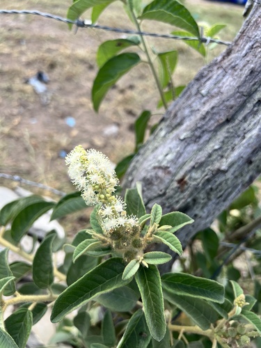 Croton heliotropiifolius