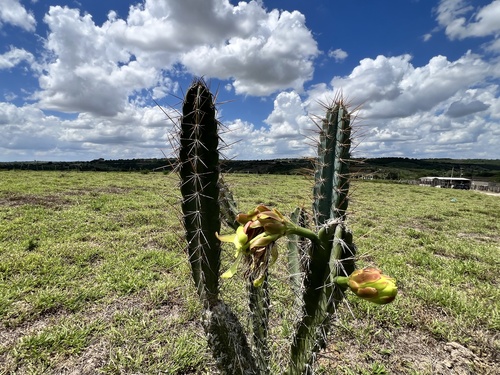 Cereus jamacaru jamacaru