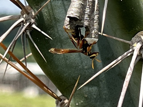 Polistes billardieri biglumoides