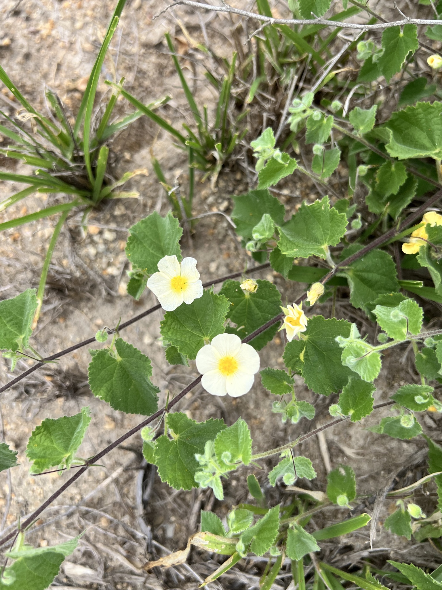 Herissantia crispa