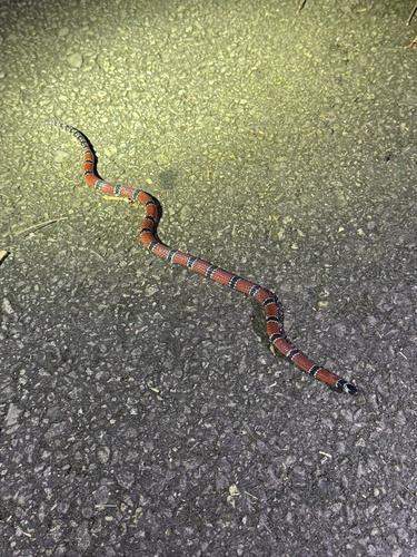 Trinidad Northern Coralsnake