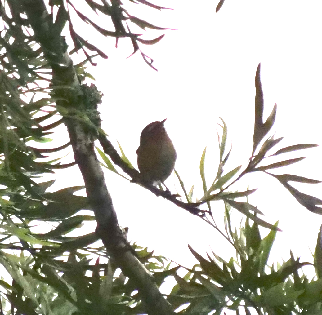 Cinereous Conebill (Conirostrum cinereum), photo 6