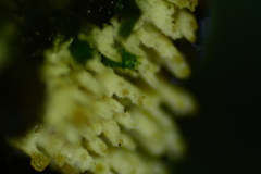 Hyphodontia arguta