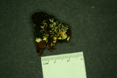 Hyphodontia arguta