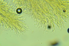 Hyphodontia arguta
